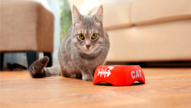 alimentos prohibidos para gatos