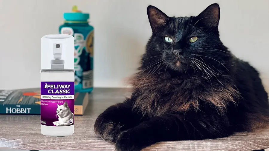 beneficios de las feromonas en gatos beneficios de las feromonas en gatos