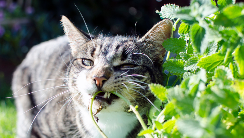 beneficios del catnip en los gatos