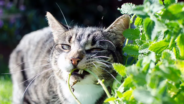 beneficios del catnip en los gatos