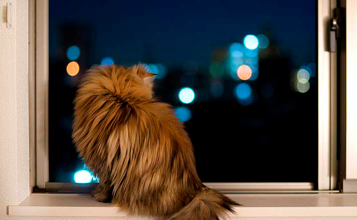 como evitar que un gato maulle de noche