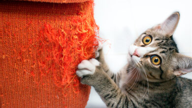 gato aranando el sofa