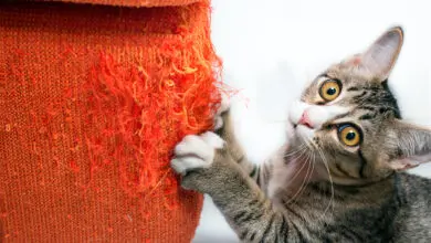 gato aranando el sofa