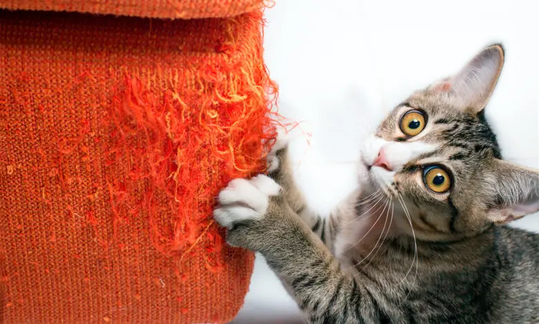 gato aranando el sofa