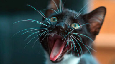 gato maullando de noche