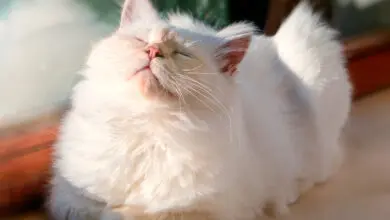 gato relajado con el uso de feromonas