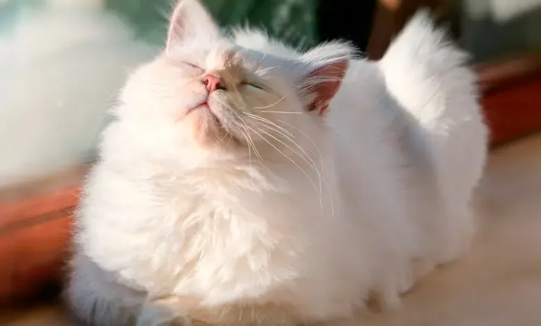 gato relajado con el uso de feromonas