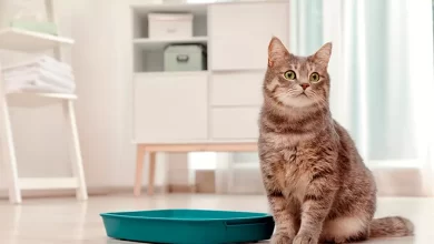 cuál es la mejor arena para gatos