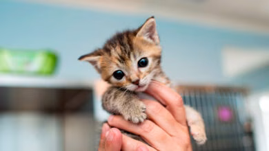 Como educar a un cachorro de gato