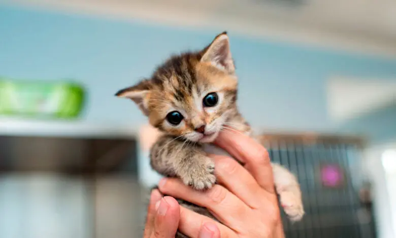 Como educar a un cachorro de gato