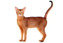 Gato Abisinio