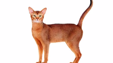 Gato Abisinio