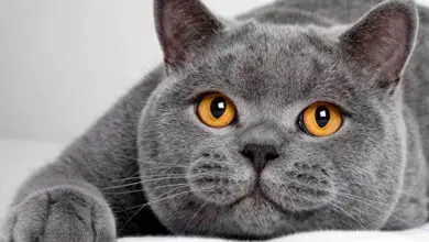 Gato Britanico de pelo corto