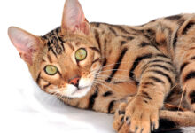 Gato de raza Bengali