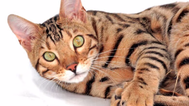 Gato de raza Bengali