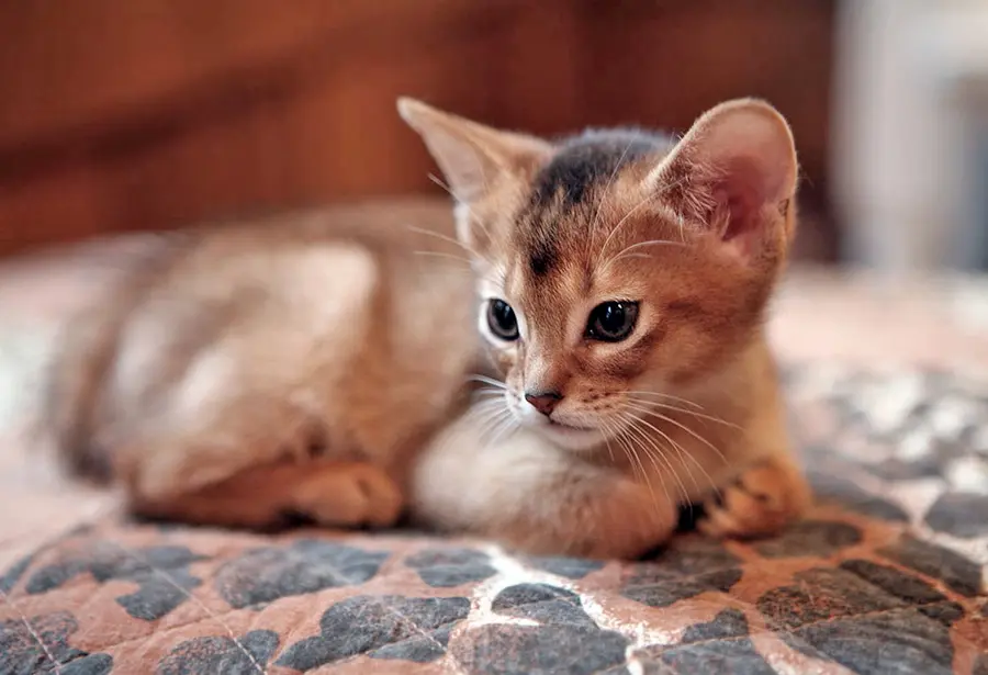 cachorro de gato abisinio