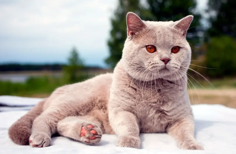 caracteristicas del gato britanico de pelo corto