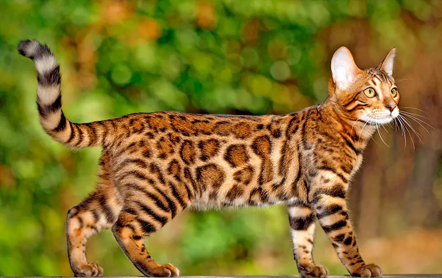 caracteristicas del gato de bengala