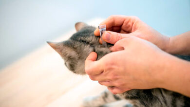 combatiendo pulgas en gato con una pipeta spot on