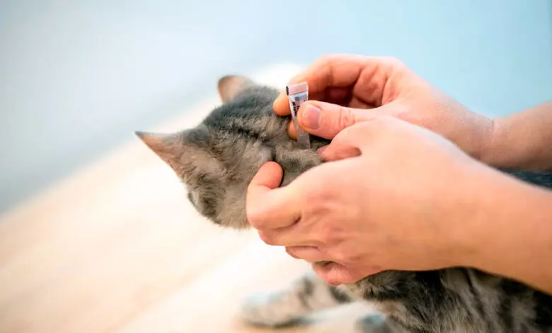 combatiendo pulgas en gato con una pipeta spot on