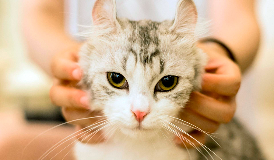 como socializar a un minino como socializar a un minino