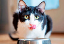 cual es la mejor comida para un gato