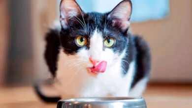 cual es la mejor comida para un gato