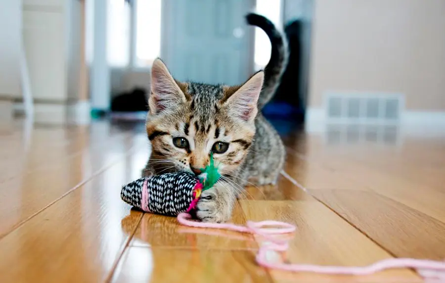 ensenar a un gato a usar sus juguetes