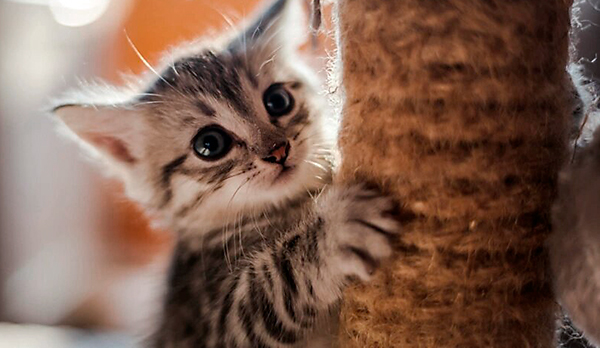 ensenar a un gato a usar un rascador