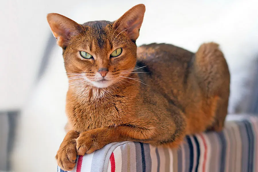 gato abisinio caracteristicas y caracter