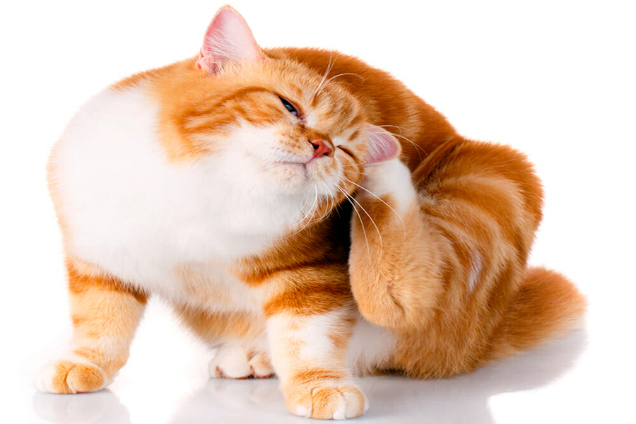 gato con prurito por pulgas