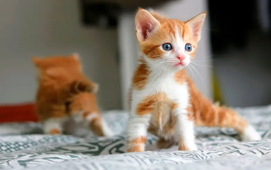 gato descubriendo su nuevo hogar