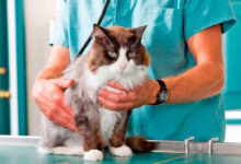 gato preparado para ser castrado