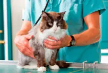 gato preparado para ser castrado