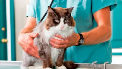 gato preparado para ser castrado