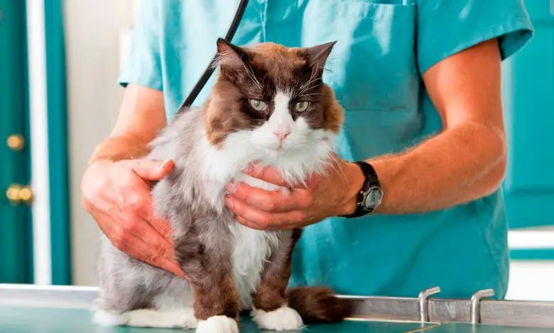gato preparado para ser castrado