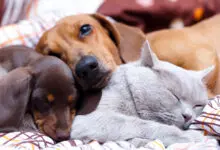 guia para que perro y gato convivan juntos