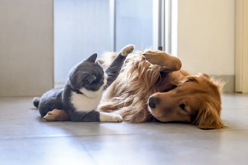 hacer que un gato acepte a un perro