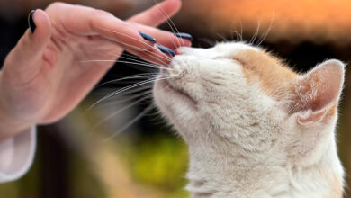 refuerzo positivo en gatos