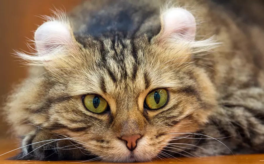 American Curly cat atigrado