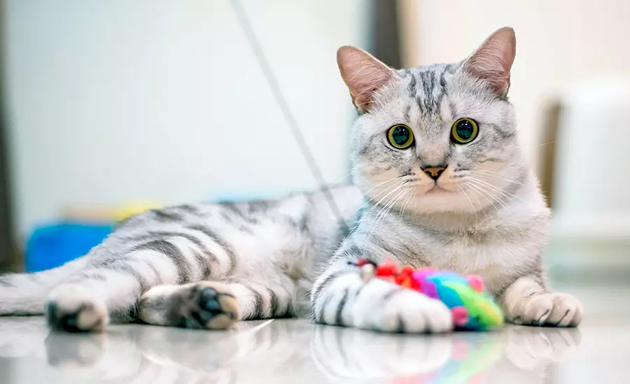 ato americano de pelo corto atigrado