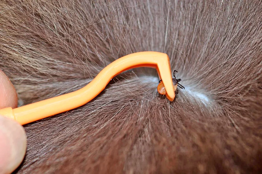 eliminar garrapata con pinzas