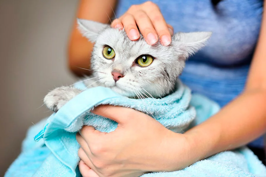 eliminar olor intenso de un gato