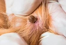 garrapata en la piel de un gato