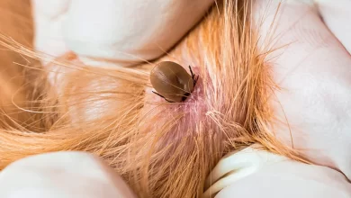 garrapata en la piel de un gato