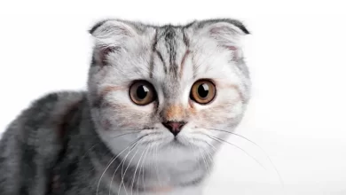 gato Scottish fold