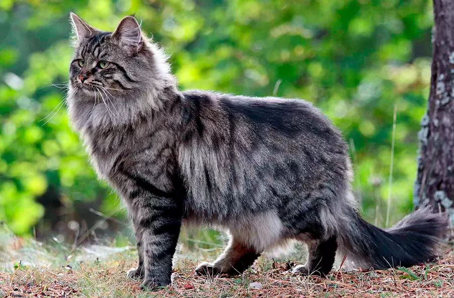 gato bosque de noruega atigrado