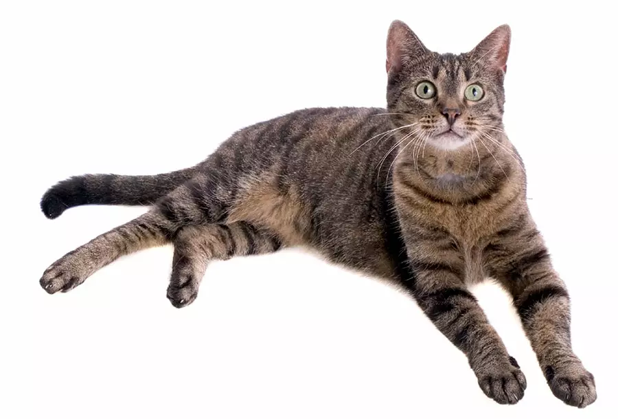 gato común europeo atigrado