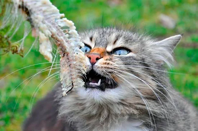 gato comiendo raspa de pescado