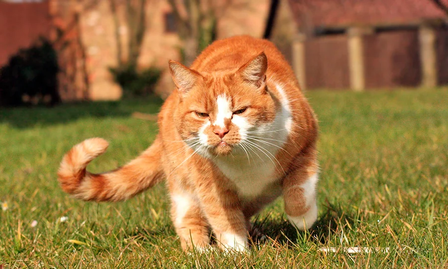 gato con la cola erizada